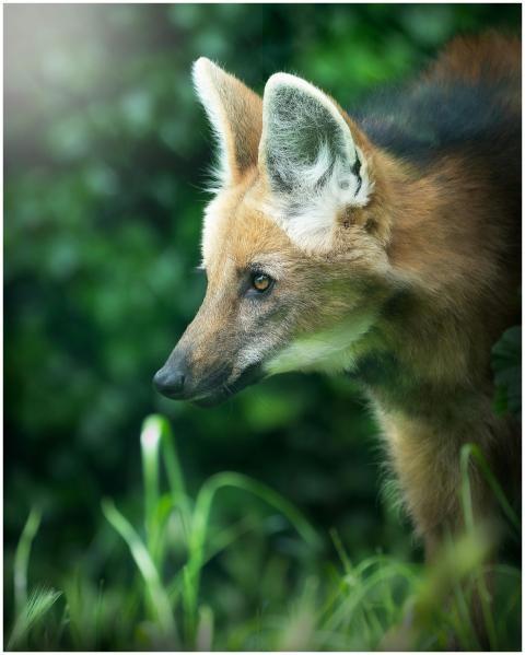 Close-up portrait of a maned wolf in natural folia