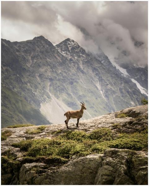 A lone Alpine ibex stands majestically in the Fren