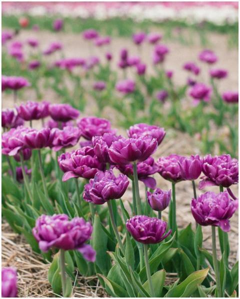 A beautiful field of vibrant purple tulips in full