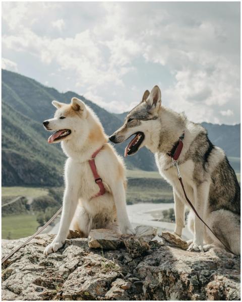 Two dogs relaxing on rocks with a panoramic mounta