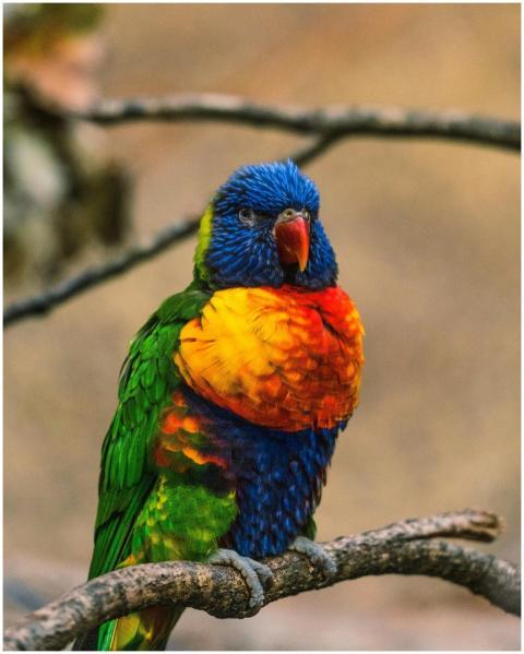 Colorful rainbow lorikeet sitting on a branch in n