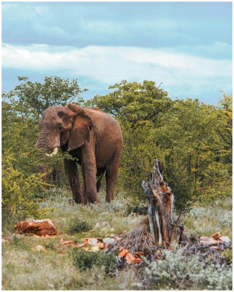 African elephant (Loxodonta africana) in a vivid g