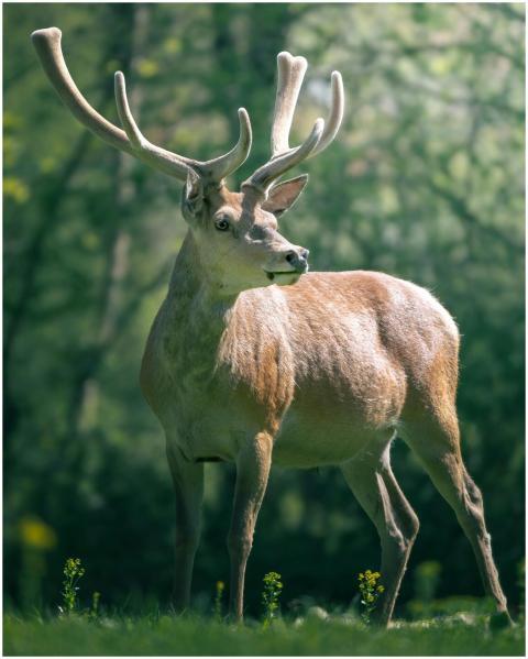 A graceful deer with large antlers stands in a sun