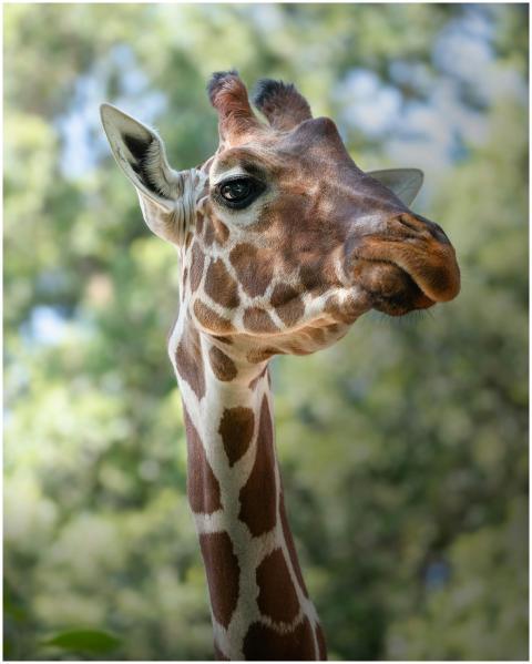 A detailed close-up of a giraffe outdoors with a l