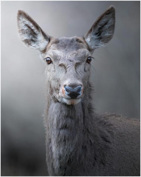 Close-up portrait of a graceful deer in the serene