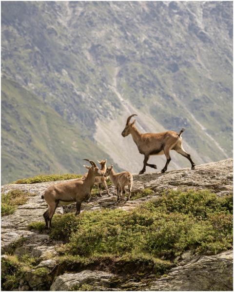 A group of alpine ibex roaming the rocky slopes of