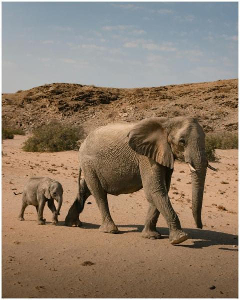 A mother elephant and her calf walk through the de