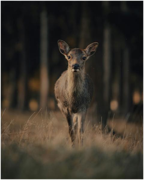 A serene image of a deer standing in a forest clea