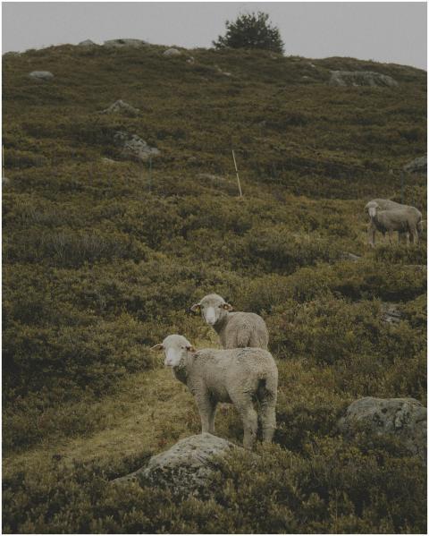 Three sheep grazing peacefully on a hill in the Fr
