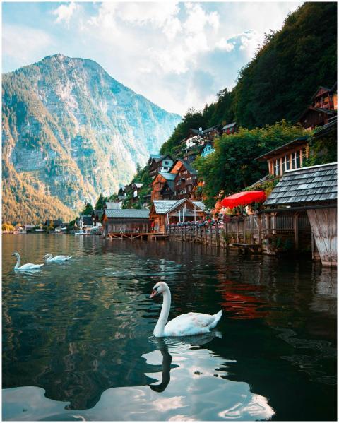Tranquil lakeside view in Hallstatt with swans, mo