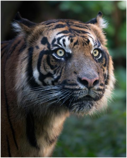 Stunning close-up portrait of a tiger in the wild,
