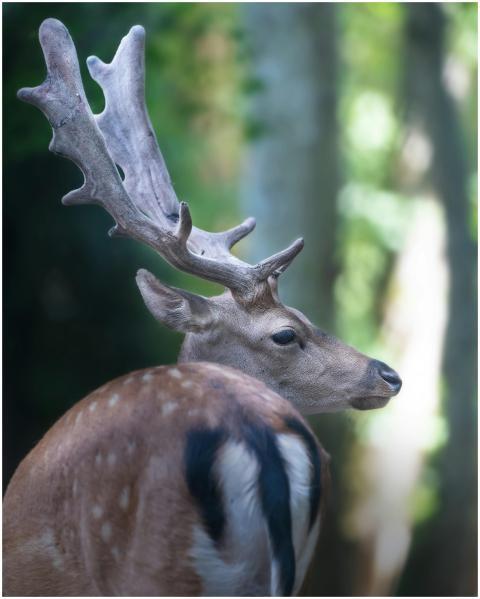 A serene sika deer with antlers in a vibrant green