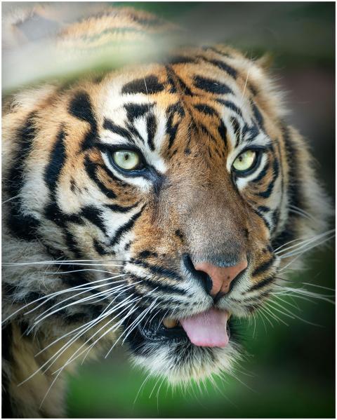 A detailed close-up of a tiger showcasing its stri