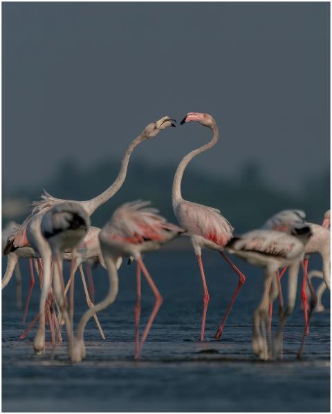 Graceful flock of Greater Flamingos wading in wate