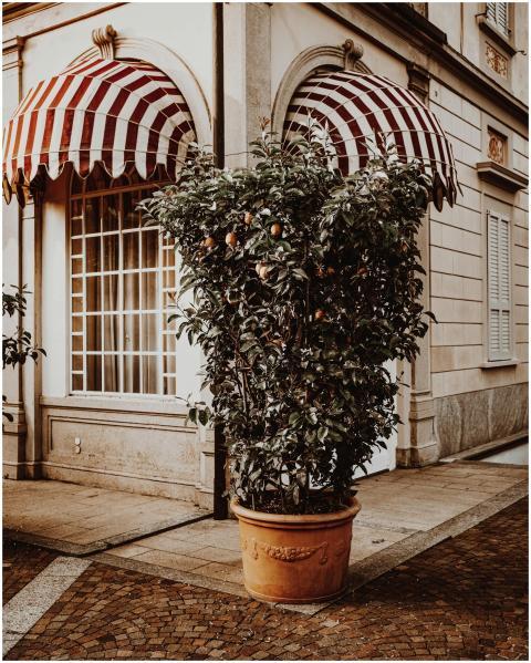 Quaint Italian street scene with potted lemon tree