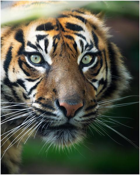 Close-up portrait of a majestic tiger with piercin