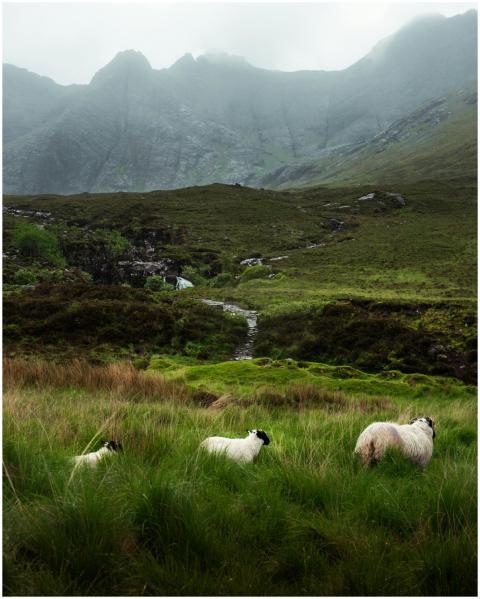 Peaceful landscape of sheep grazing in a misty mou