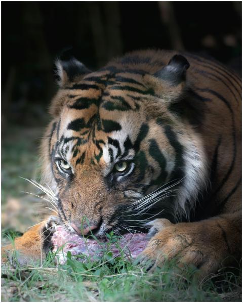 Close-up shot of a tiger eating meat in the wild,