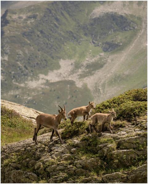A family of alpine ibex grazes on a mountain slope