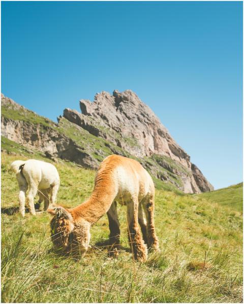 Free stock photo of alpaca, alps, animals