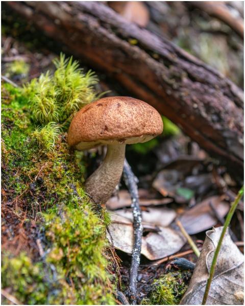 Close-up of mushroom and moss on a forest floor in