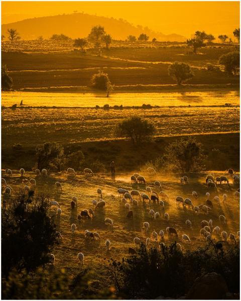 Shepherd tending sheep in golden hour light create