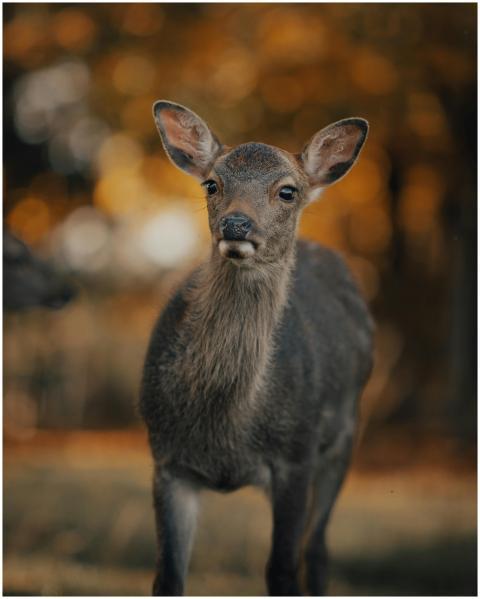 A deer stands gracefully in a vibrant autumn fores