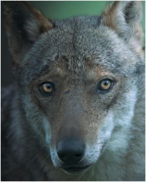 Intimate close-up of a grey wolf showcasing its ca