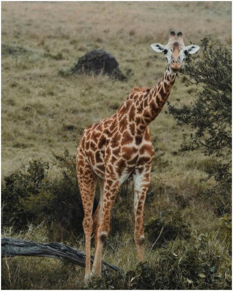 Majestic giraffe standing in Kenyan grasslands, re