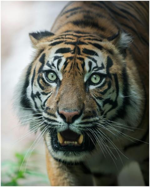Intense close-up of a fierce Sumatran tiger showca
