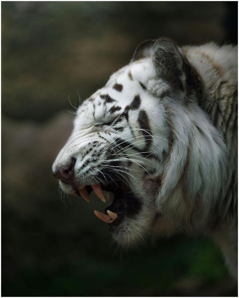 Close-up of a white tiger roaring, capturing the e