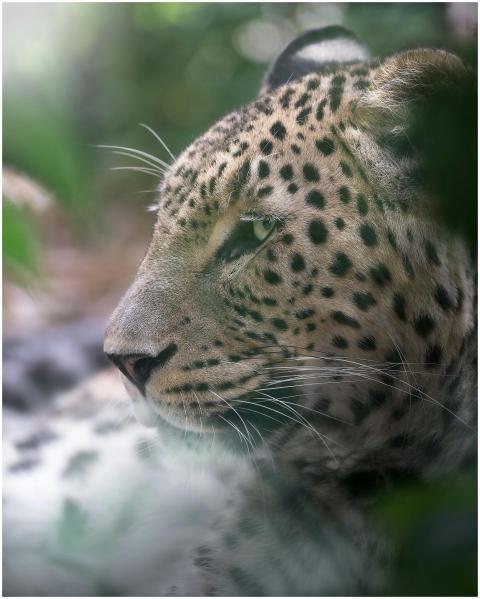 Close-up portrait of a Persian leopard with blurre