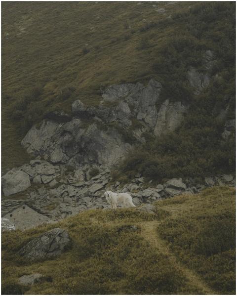 Free stock photo of alps, dark and moody, dog