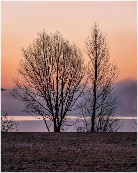 Peaceful lakeside scene with tree silhouettes duri