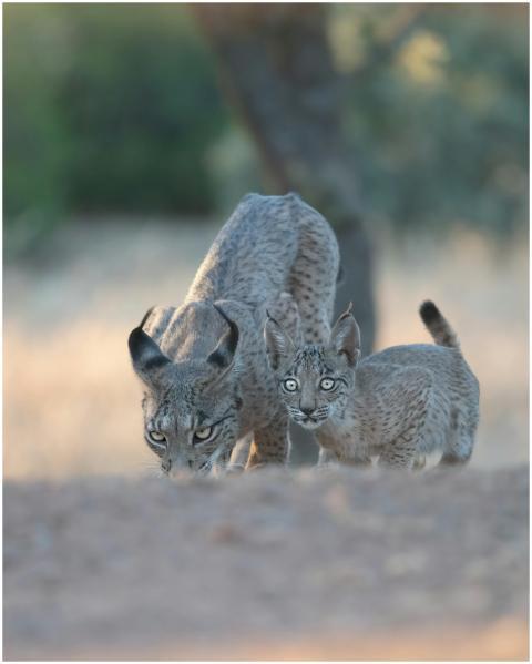 A captivating image of an Iberian lynx and cub roa