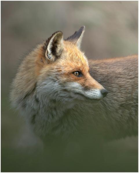 Close-up of a red fox in Avezzano, Abruzzo, showca