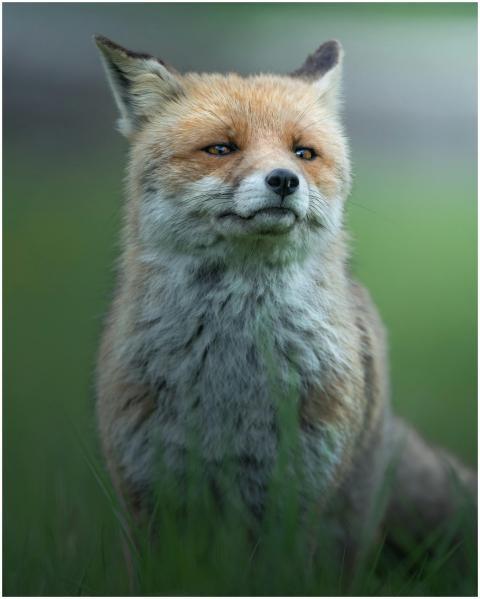 Close-up of a red fox in a grassy area, captured i
