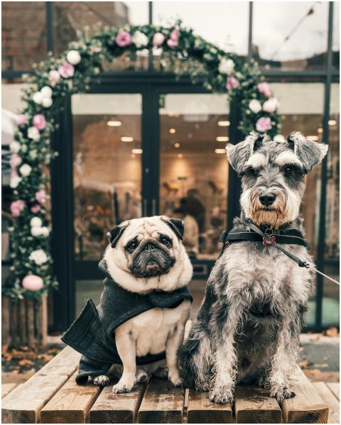 Two adorable dogs posing on a wooden bench in Lond