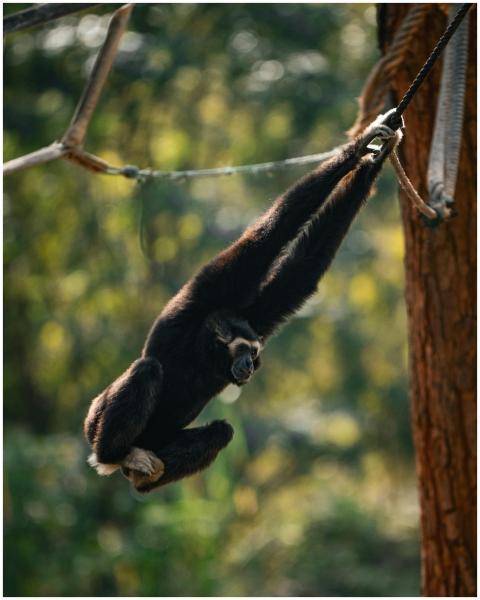 Gibbon monkey photo