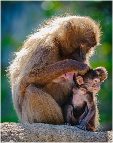 A tender moment captured between a mother gelada m