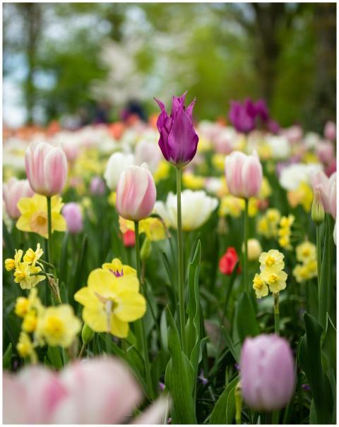 Vibrant tulips in full bloom at a garden in the Ne