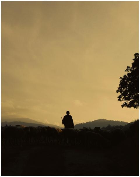 A shepherd guiding sheep at sunset, silhouetted ag