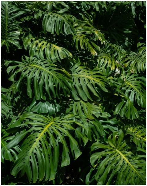 Vibrant Monstera leaves create a lush, tropical at