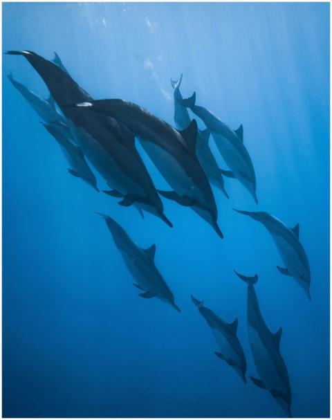 A beautiful underwater view of a pod of dolphins g