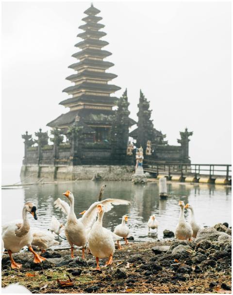 A flock of geese by a misty lake with a traditiona