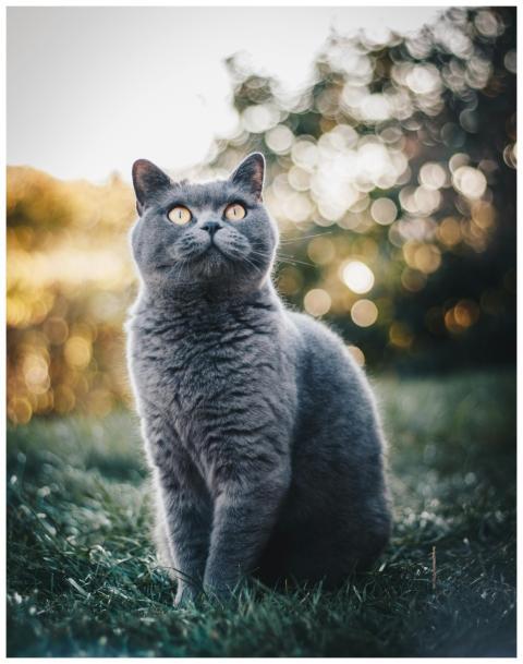 Adorable British Shorthair cat sitting on grass wi