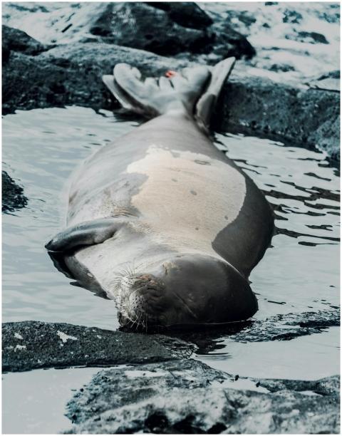 Close-up of a seal lying asleep on rocky shoreline