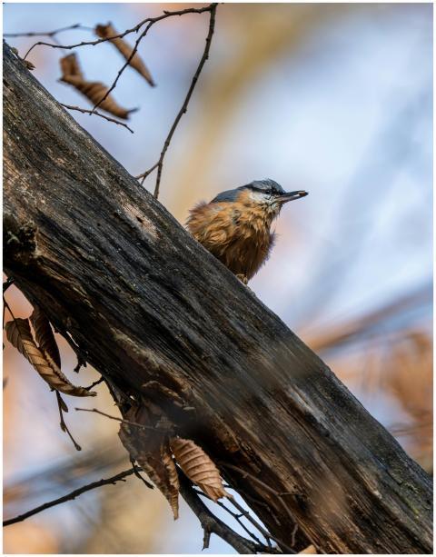 Eurasian Nuthatch Perched Tree