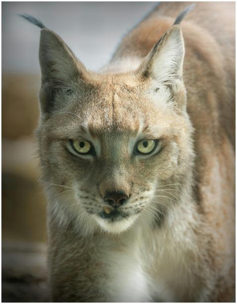 Intense gaze of a European lynx captured in a natu
