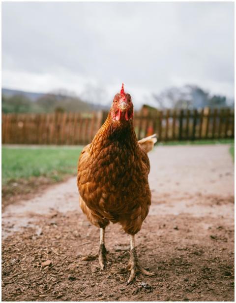 A free-range hen stands on a rural path, surrounde